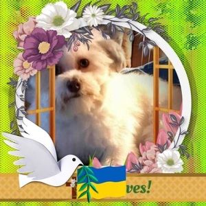 Meet your Posher, Dee